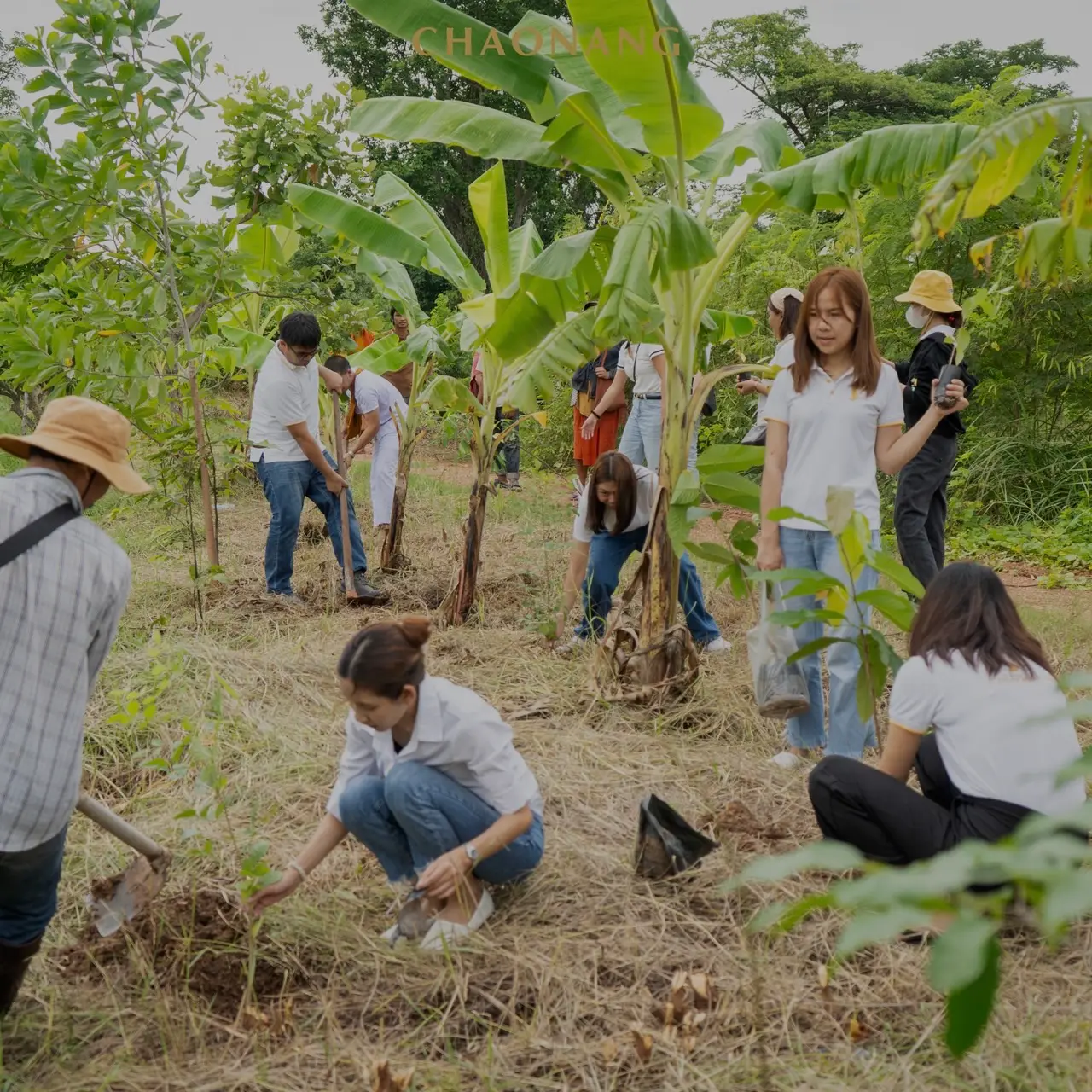 เจ้านาง ปลูกป่า 30